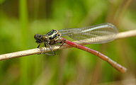 Large Red Damsel (Pyrrhosoma nymphula)